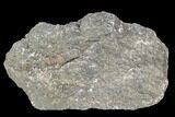 Rough, Agatized Dinosaur Bone ( Ounces) - Colorado #108435-2